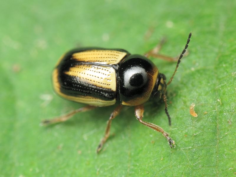 Cryptocephalus (Burlinius) connexus Olivier, 1807